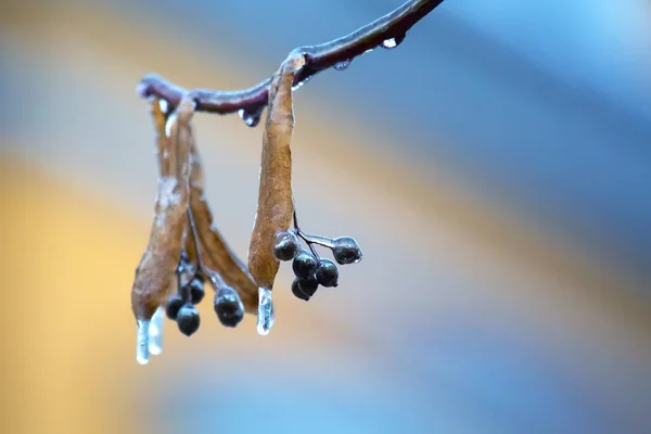 Ciclos Nos Galhos Gelo Uma Tília Estação Mudanças Temperatura Tempo — Fotografia de Stock