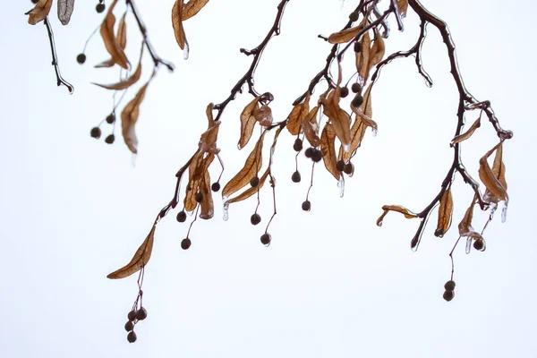 リンデンの木の氷の枝につらら 秋の気温変化と冬の天候の季節 — ストック写真