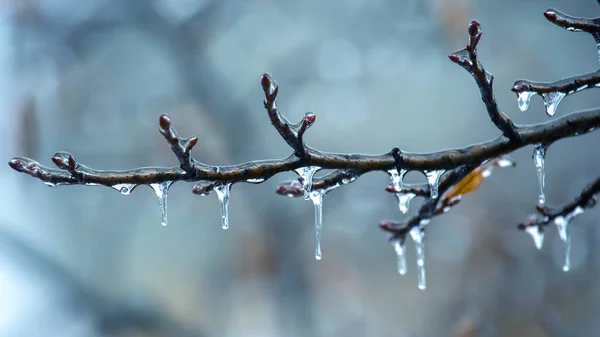 Eiszapfen Auf Vereisten Ästen Temperaturschwankungssaison Und Winterwetter Herbst — Stockfoto