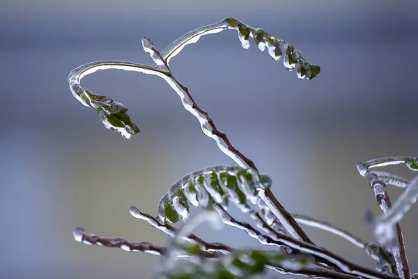 stock image Icicles on icy tree branches. temperature swing season and winter weather in autumn