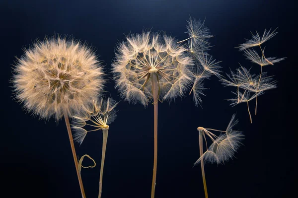 Насіння Кульбаби Літає Квітки Темному Тлі Поширення Ботаніки Розквіту Росту — стокове фото