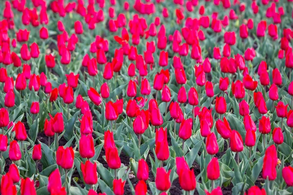 Μεγάλο Πεδίο Από Ανθισμένες Κόκκινες Τουλίπες Άνθη Και Βοτανολογία — Φωτογραφία Αρχείου
