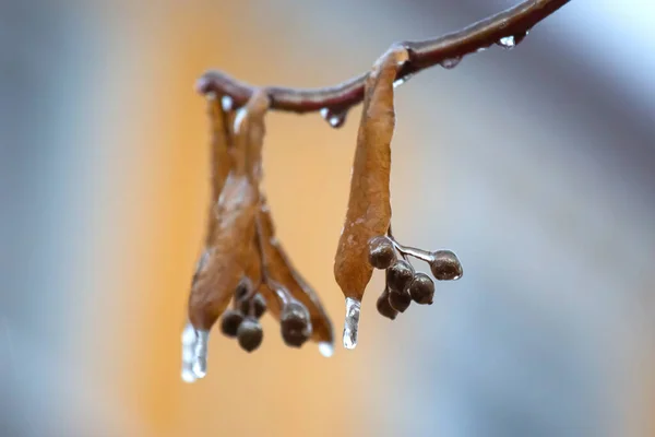 Ciclos Nos Galhos Gelo Uma Tília Estação Mudanças Temperatura Tempo — Fotografia de Stock