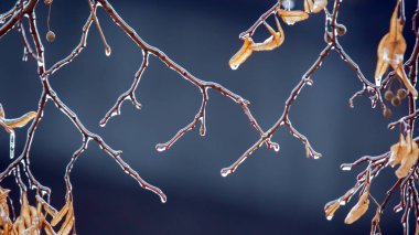 Bir ıhlamur ağacının buz dallarındaki buz saçakları. Sıcaklık değişimi mevsimi ve sonbaharda kış havası