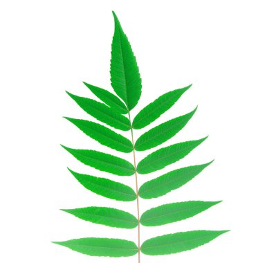 Beyaz arka planda yaprakları olan bir dal. bitki örtüsü ve botanik