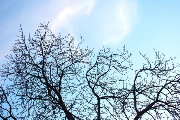 stock image tree branches without leaves against the blue sky. autumn season in nature