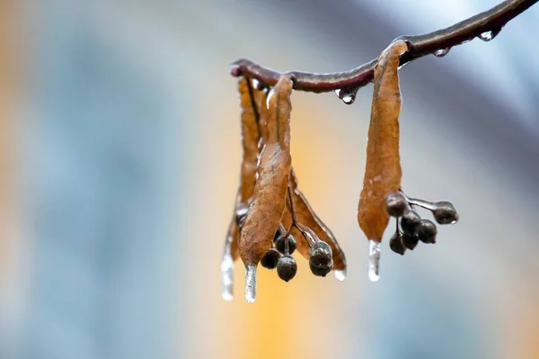 在林登树上冰枝上的冰柱 秋季气温变化季节和冬季天气 — 图库照片