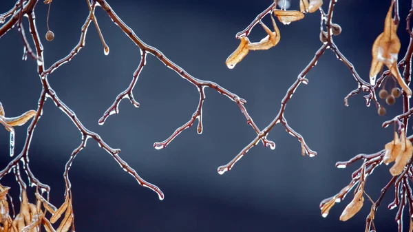 Icicles Ice Branches Linden Tree Season Temperature Changes Winter Weather — Stock Photo, Image