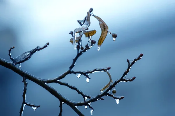 Сосульки Ледяных Ветвях Деревьев Сезон Колебаний Температуры Зима Осенью — стоковое фото