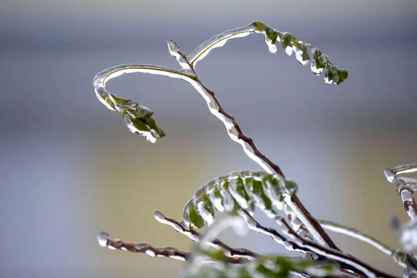 stock image Icicles on icy tree branches. temperature swing season and winter weather in autumn