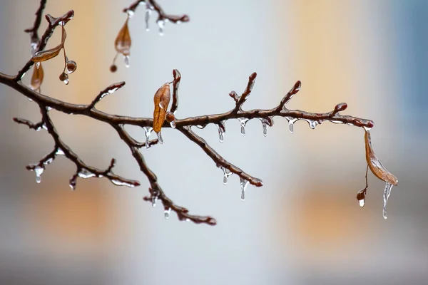 Rampouchy Ledových Větvích Stromů Teplotní Houpačka Zimní Počasí Podzim — Stock fotografie