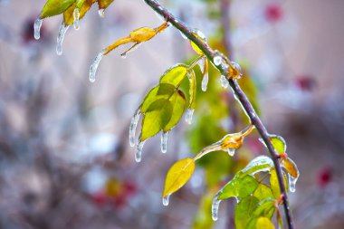 Icicles on icy branches and green leaves of trees. season of temperature changes and winter weather in autumn clipart