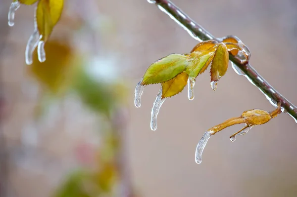 Eiszapfen Auf Vereisten Ästen Und Grüne Blätter Von Bäumen Jahreszeit — Stockfoto