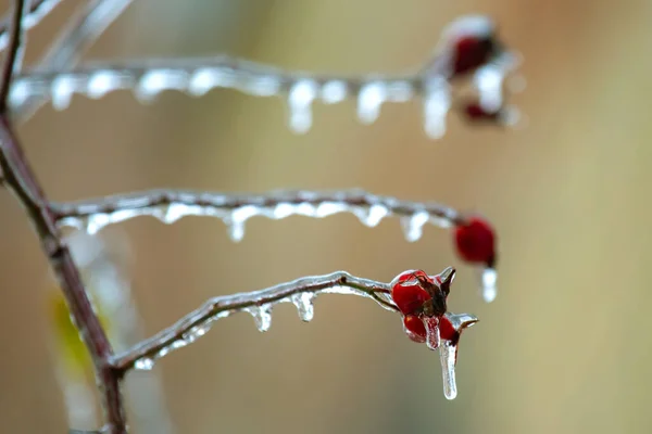 Isbitar Isiga Trädgrenar Temperatur Swing Säsong Och Vinter Väder Hösten — Stockfoto