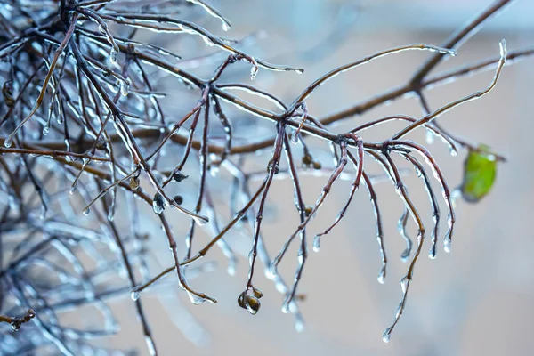 Icicles Icy Tree Branches Temperature Swing Season Winter Weather Autumn — Stock Photo, Image
