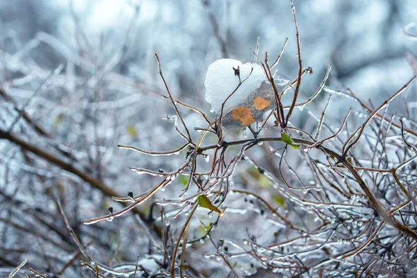 Ijspegels Ijzige Takken Temperatuur Schommel Seizoen Winter Weer Herfst — Stockfoto