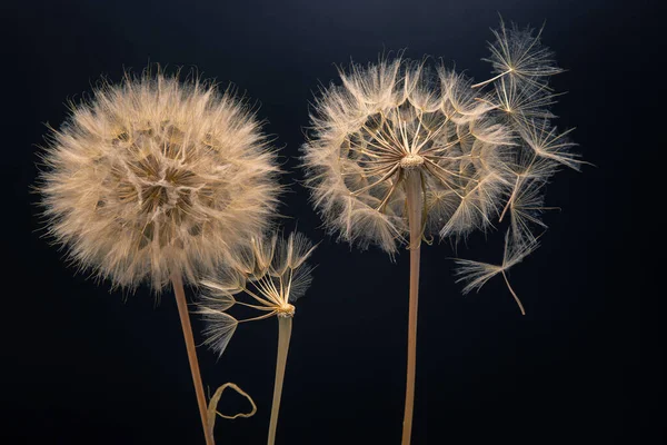 Σπόροι Πικραλίδας Πετούν Από Ένα Λουλούδι Σκούρο Φόντο Βοτανολογία Και — Φωτογραφία Αρχείου