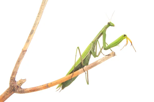 Green Praying Mantis Sits Tree Branch White Background Insect Predator — Stock Photo, Image