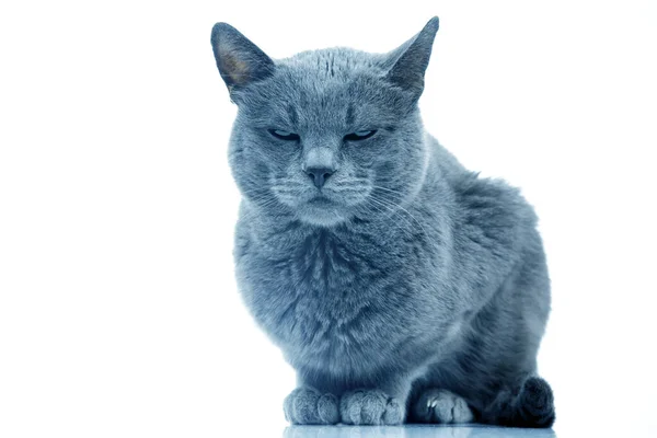 Серый Кот Белом Фоне Кошки Хищники — стоковое фото