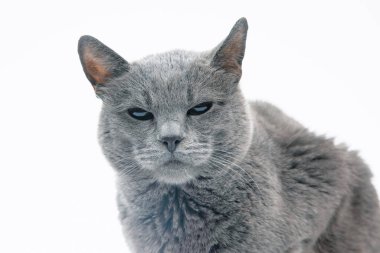 Gray cat on a white background. cat predators