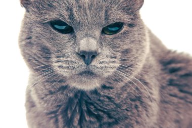 Efsanevi kedi portresi. Beyaz arka planda gri bir kedi. Kedi avcıları