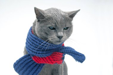 Gray cat in a colorful knitted warm scarf on a white background. Warmth and comfort of pets