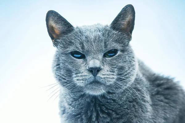 Epicki Portret Kota Szary Kot Białym Tle Drapieżniki — Zdjęcie stockowe