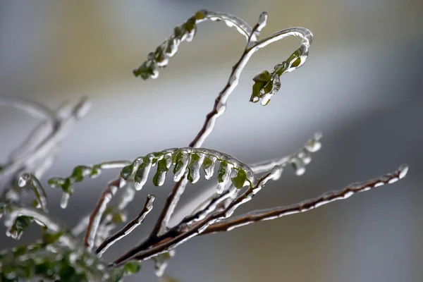 Stock image Icicles on icy tree branches. temperature swing season and winter weather in autumn