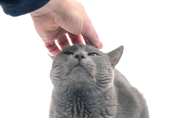 Man Hand Strokes Gray Cat White Background — Stock Fotó