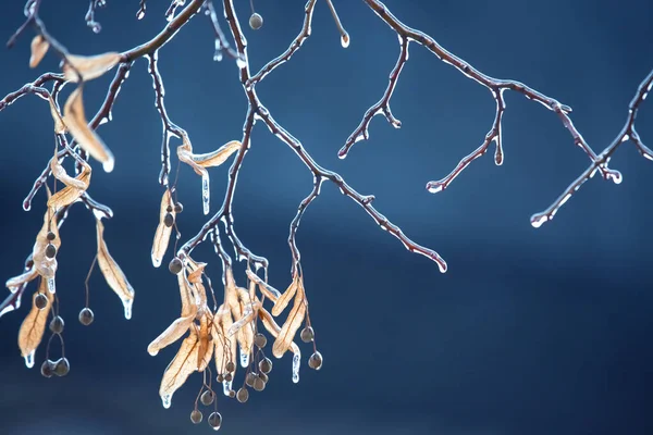Lodowce Lodowatych Gałęziach Drzew Temperatura Huśtawka Sezon Zima Pogoda Jesienią — Zdjęcie stockowe