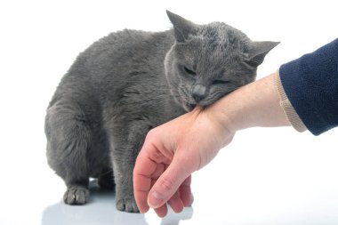 gray cat bites a man hand on a white background. cat predators