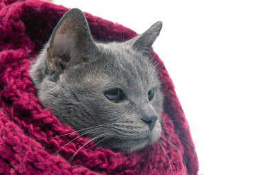 Gray cat in a colorful knitted warm scarf on a white background. Warmth and comfort of pets