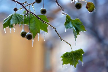 Buzlu ağaç dallarında buz saçakları. Sıcaklık mevsimi ve sonbaharda kış havası