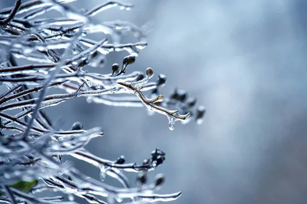 Ijspegels Ijzige Takken Temperatuur Schommel Seizoen Winter Weer Herfst — Stockfoto