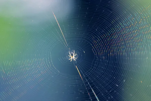 spider sits in the center of a woven web