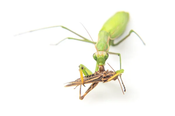 사마귀는 배경에 메뚜기를 가까이 먹습니다 곤충의 세계에서 곤충을 — 스톡 사진