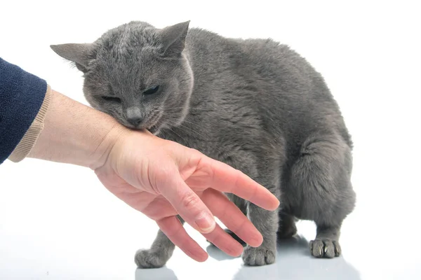 Gray Cat Bites Man Hand White Background Cat Predators — Φωτογραφία Αρχείου