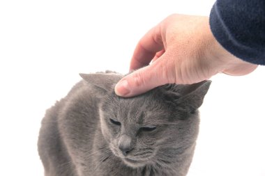 Man hand strokes a gray cat against white background