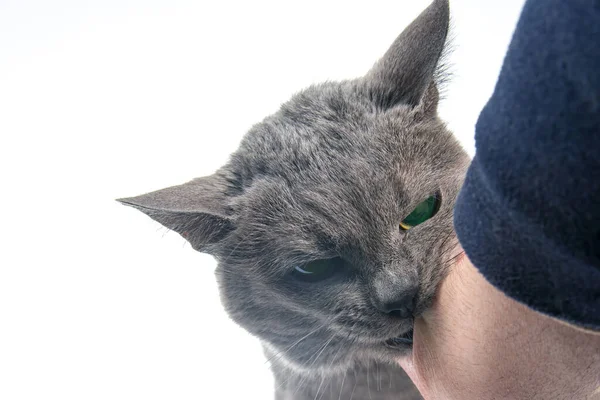 灰猫在白色背景上咬人的手 猫掠食者 — 图库照片