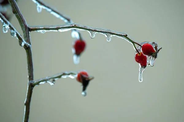 冰封的树枝上的冰柱 秋季气温摆动季节及冬季天气 — 图库照片