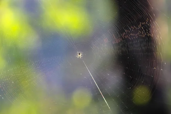 spider sits in the center of a woven web