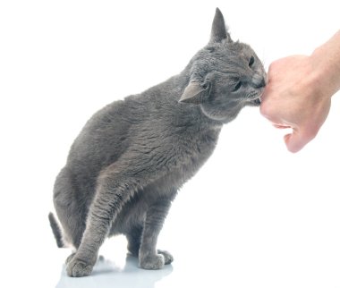 gray cat bites a man hand on a white background. cat predators