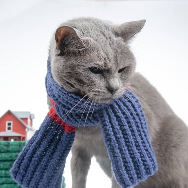 Gray cat in a colorful knitted warm scarf on a white background. Warmth and comfort of pets