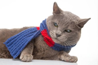 Gray cat in a colorful knitted warm scarf on a white background. Warmth and comfort of pets