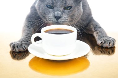 Gri kedi, beyaz bir fincanın yanında, koyu sıcak kahveli bir masada oturuyor. Favori hayvanla ev yapımı kahvaltı konsepti