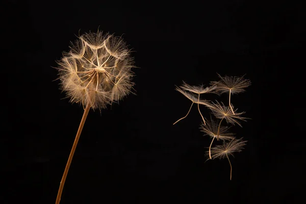 Stock image dandelion seeds fly from a flower on a dark background. botany and bloom growth propagation