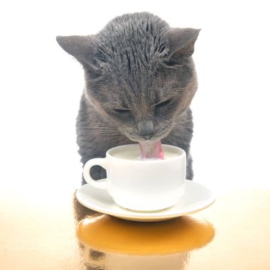 Gri kedi beyaz bardaktan taze süt içer. Favori hayvanla ev yapımı kahvaltı konsepti