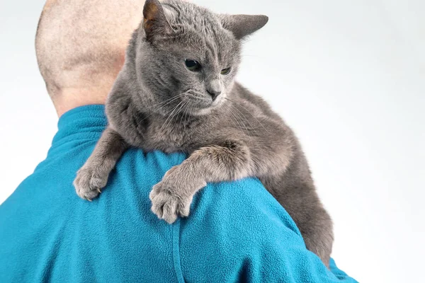 Gri kedi bir adamın omzunda oturur. Evimin tüylü hayvanı.