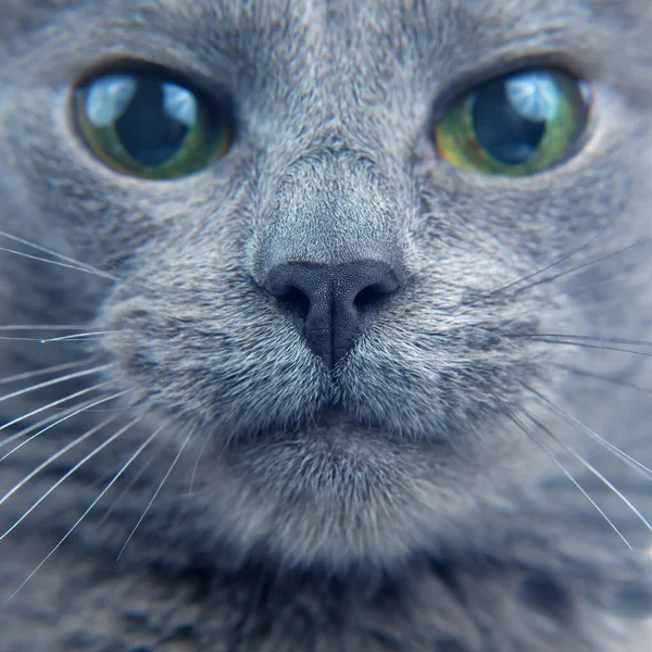 Retrato Gato Gris Cerca — Foto de Stock