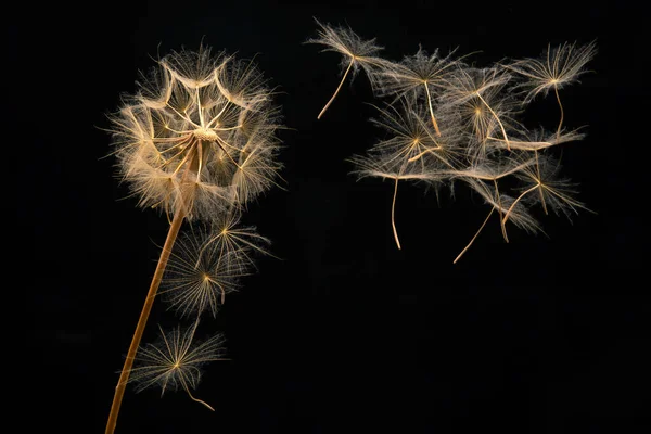 Karahindiba Tohumları Karanlık Bir Arka Planda Bir Çiçekten Uçar Botanik — Stok fotoğraf